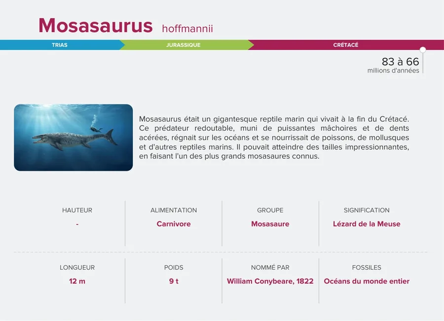 Mosasaurus — Verso