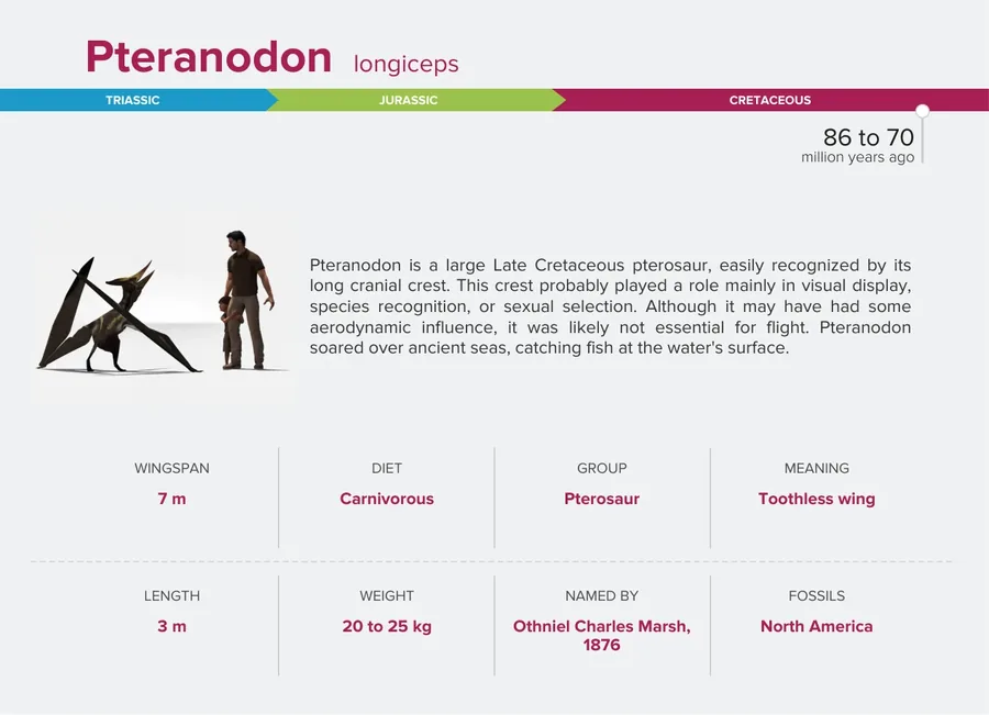 Pteranodon — Back