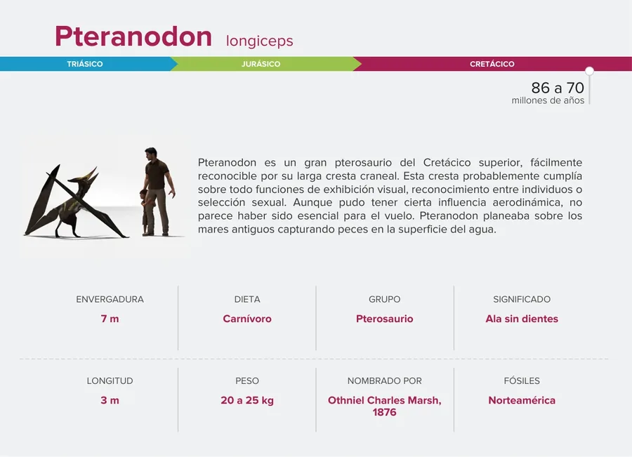 Pteranodon — Reverso