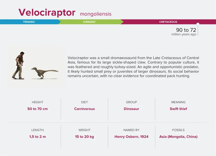 Velociraptor — Back