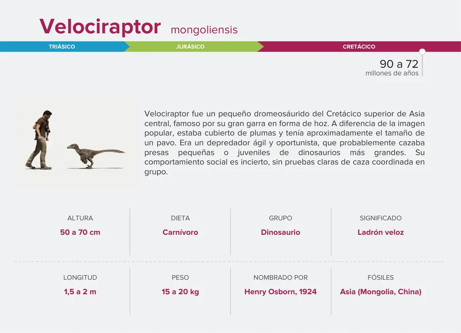 Velociraptor — Reverso