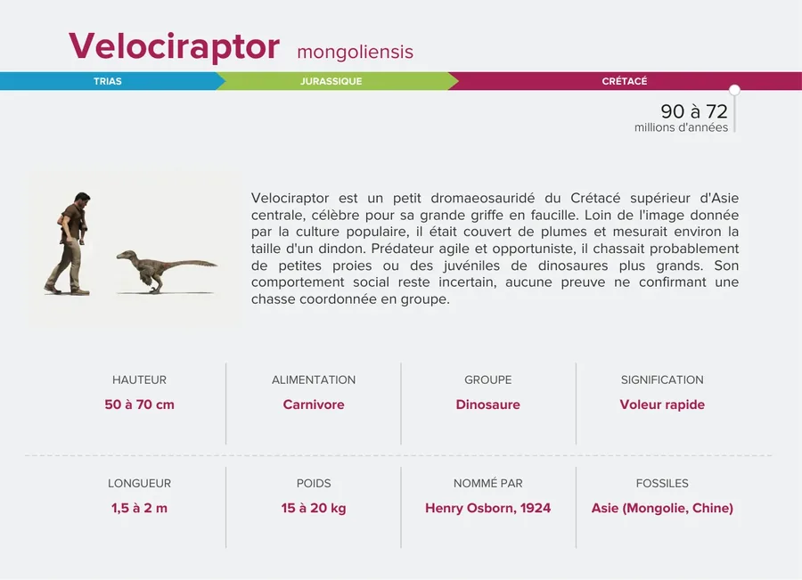 Velociraptor — Verso